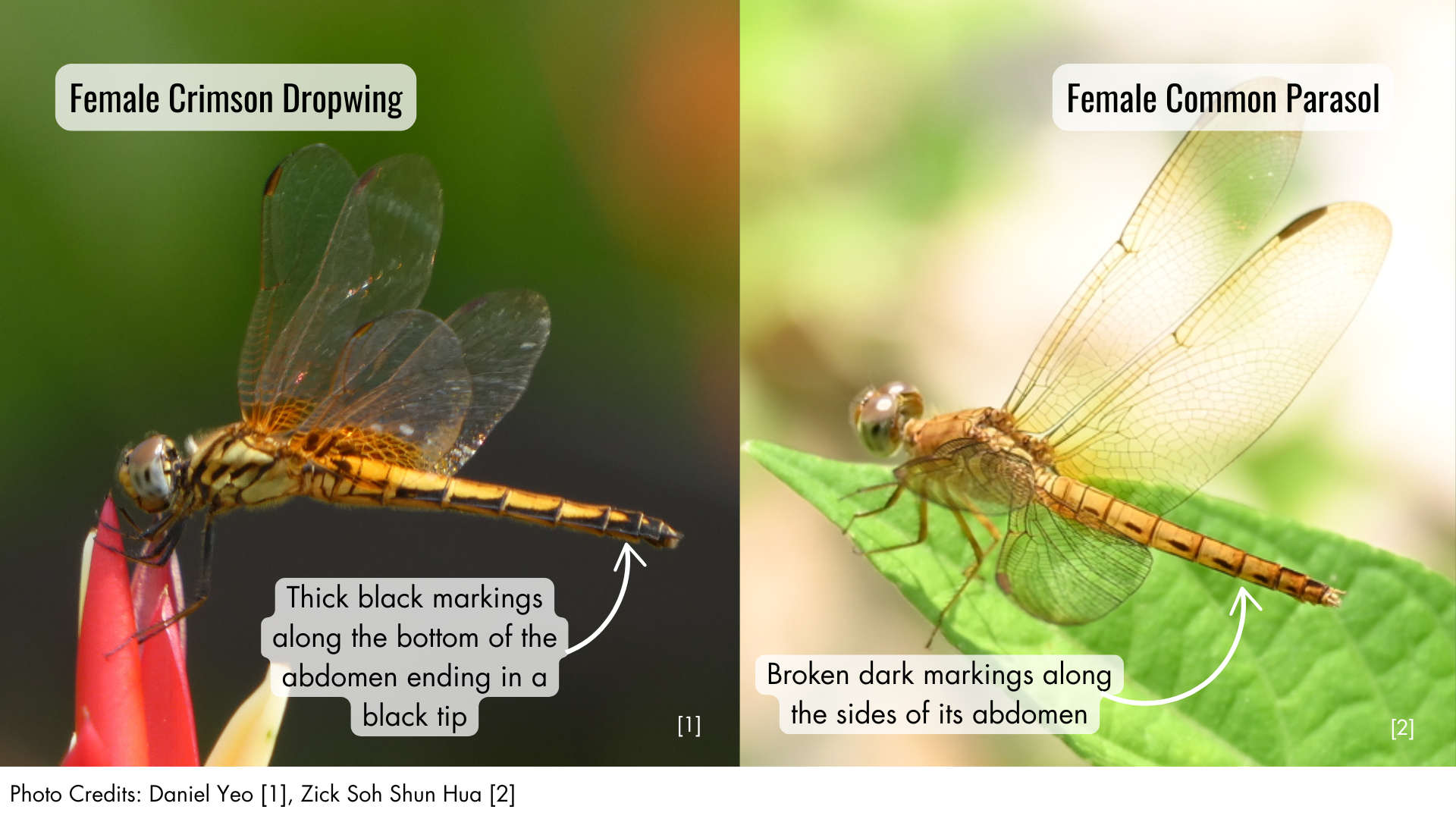 Common Parasol or Crimson Dropwing